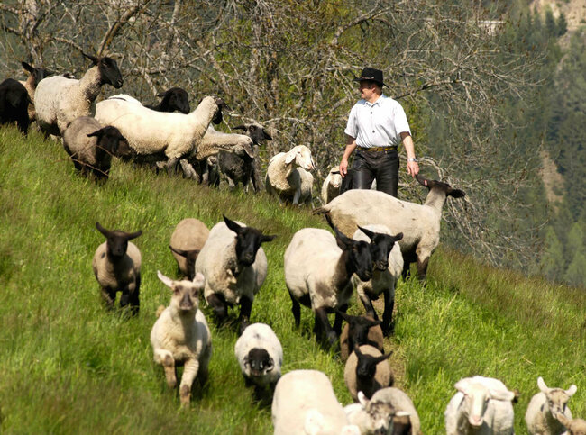 Bauer treibt seine Schafe