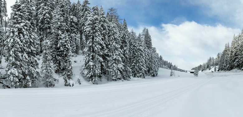 Blick auf die Langlaufloipe neben der Straße am Kartitscher Sattel mit frisch verschneiten Bäumen.