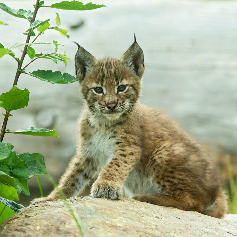Luchs im Wildpark Assling
