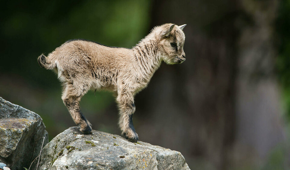 Ziege im Wildpark Assling