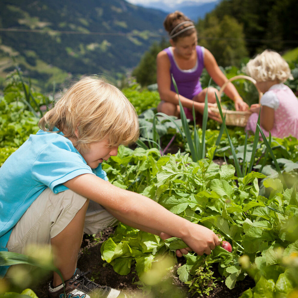 Eine Frau und zwei Kindern ernten Radieschen auf einem Feld eines Bauernhofs.