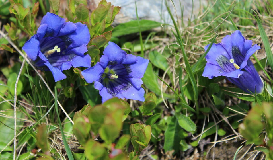 Fiori di genziana all'inizio dell'estate