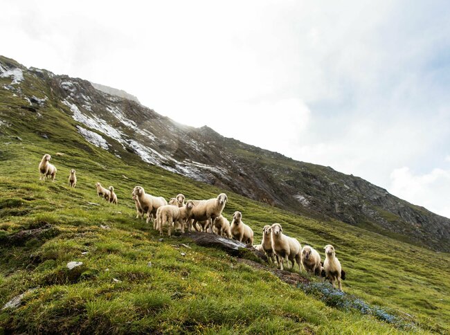 Schafe am Iseltrail