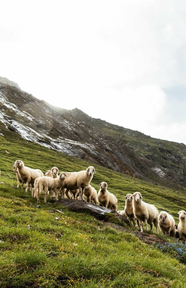 Schafe am Iseltrail