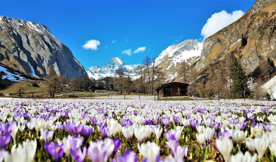 Kunterbunte Frühlingsboten 
