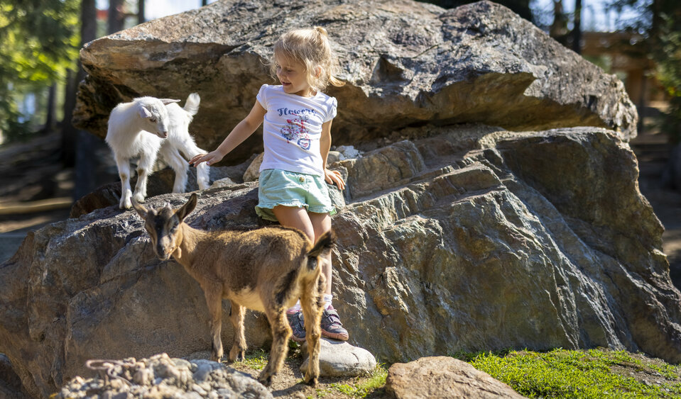 Moosalm Streichelzoo Ziegen petting zoo