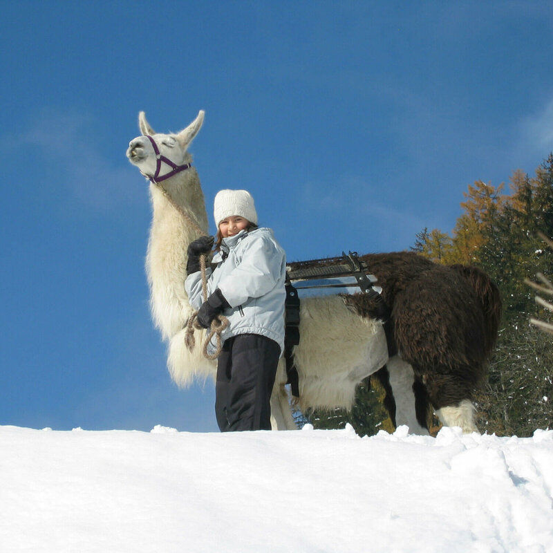 Ein Kind steht mit einem schwarz-weißen Lama im Schnee beim Lamatrekking.