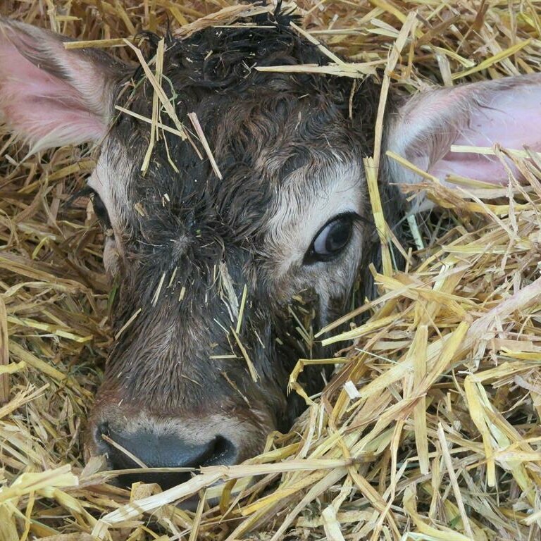 Der Kopf eines Kälbchens schaut aus dem Stroh heraus.