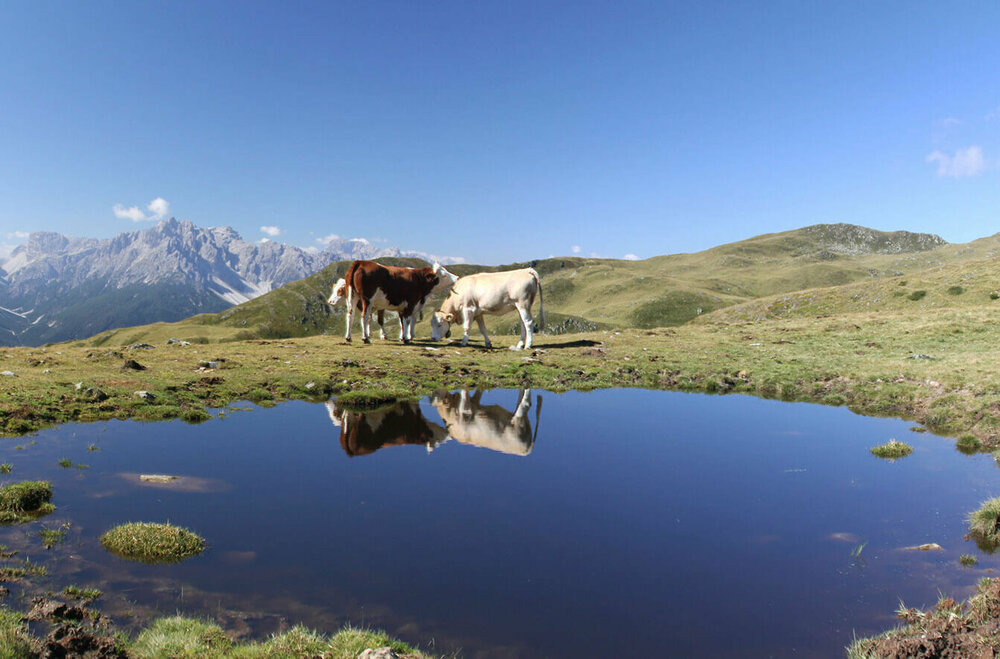 Drei Kühe weiden am Thurntaler See. Die Kulissen der Kühe spiegeln sich in dem kleinen See. Der Himmel ist strahlend blau.