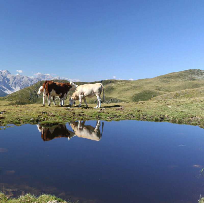 Drei Kühe weiden am Thurntaler See. Die Kulissen der Kühe spiegeln sich in dem kleinen See. Der Himmel ist strahlend blau.