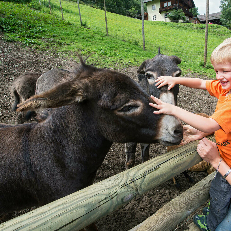 Eine Mutter mit Sohn streichelt die Esel im Wildpark Assling.