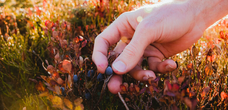 Schwarzbeeren pflücken am Ederplan.