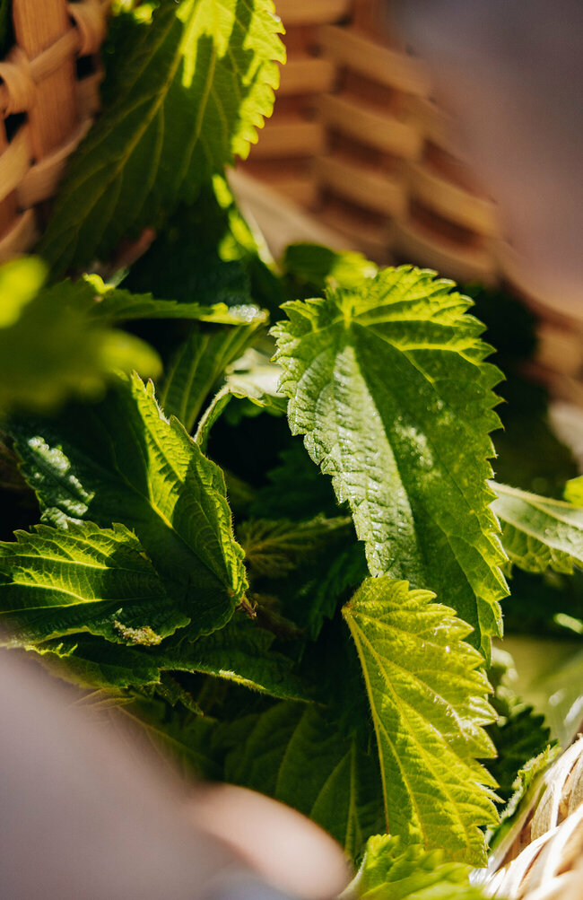 Brennnessel in einem geflochtenen Korb
