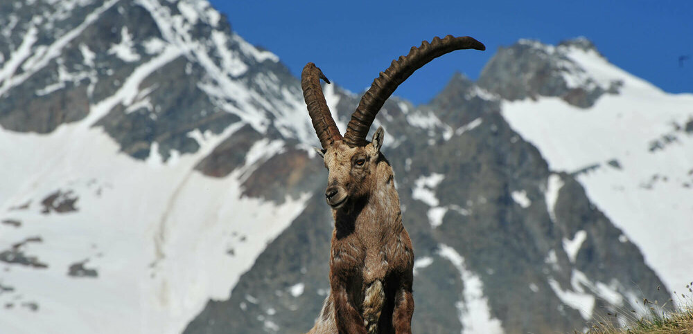 Ein Steinbock im Nationalpark hohe Tauern