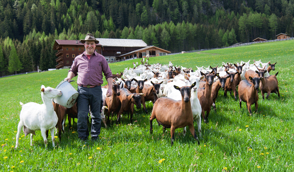 Bauer am Figerhof mit seinen vielen weißen und braunen Ziegen auf einer grünen Wiese.
