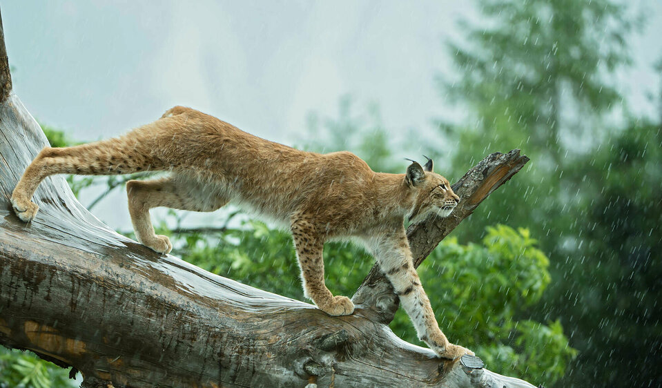 Ein Luchs im Wildpark Assling geht auf einem Ast entlang im Regen.
