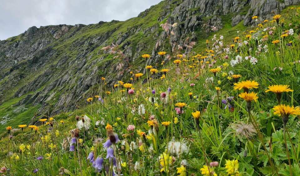Auf einer Bergwiese in Virgen blühen viele verschieden bunte Blumen.
