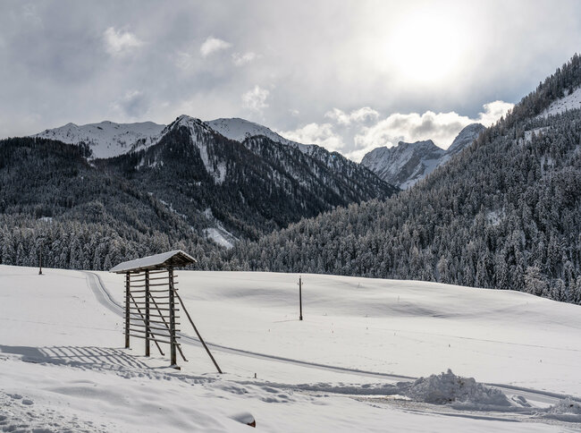 Winterlandschaft mit einer Harpfe in schneebedeckten Feldern und frisch verschneiten Wäldern mit Gipfel der Karnischen Alpen im Hintergrund