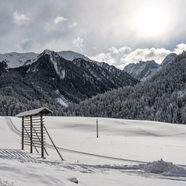 Winterlandschaft mit einer Harpfe in schneebedeckten Feldern und frisch verschneiten Wäldern mit Gipfel der Karnischen Alpen im Hintergrund