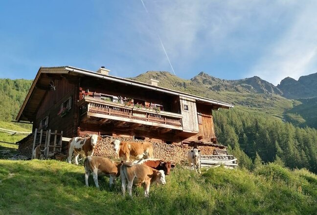 Eine Gruppe Kühe steht auf einer Wiese vor einer hölzernen Almhütte im Hochgebirge.