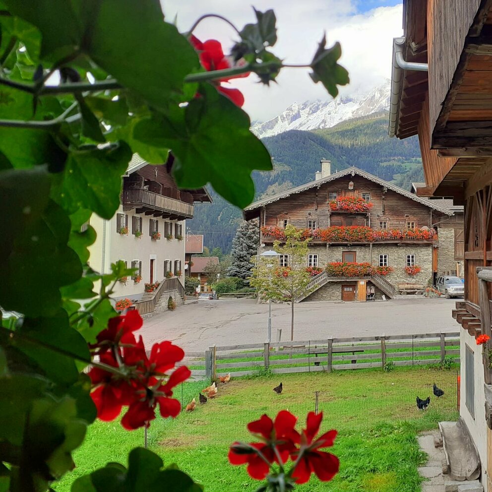Der Jakoberhof zwischen Blumen hindurch fotografiert. Links sieht man Teile des Wohnhauses und gerade aus das Futterhaus.  Im Hintergrund sind die Berggipfel noch mit Schnee bedeckt. 
