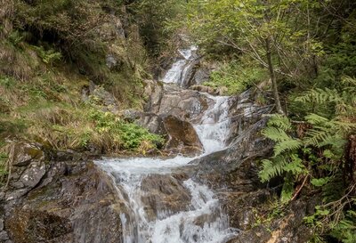 Ein Gewässer am Wanderweg nach Gassen in St. Veit im Defereggen bahnt sich den Weg durch den Wald.