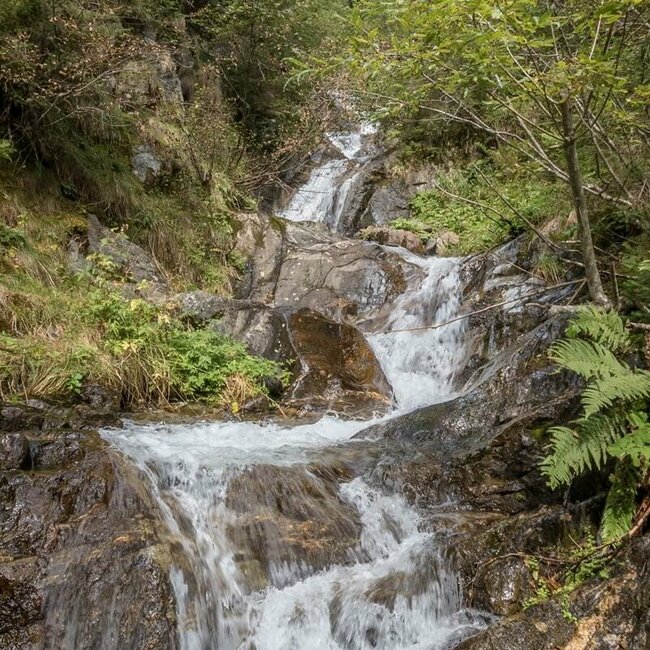 Ein Gewässer am Wanderweg nach Gassen in St. Veit im Defereggen bahnt sich den Weg durch den Wald.