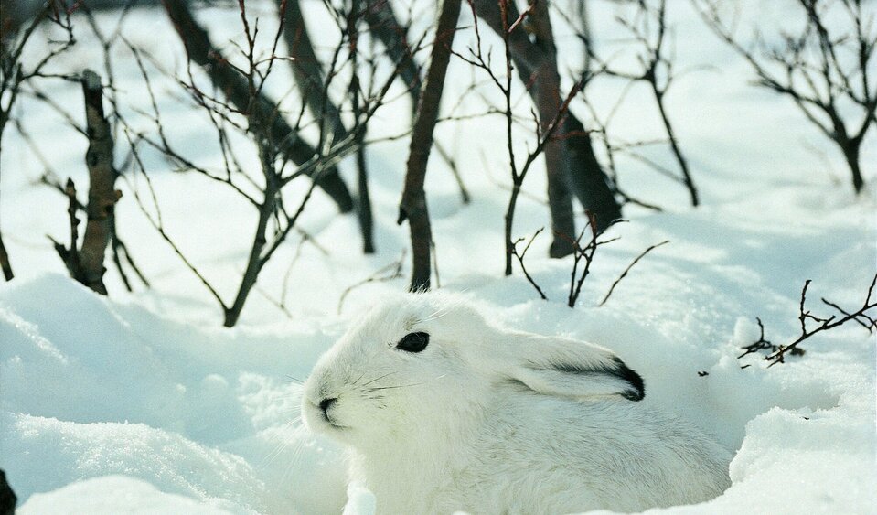 Schneehase
