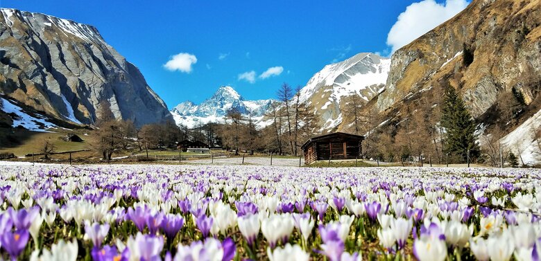 Wiese mit blühenden Krokussen, im Hintergrund der schneebedeckte Großglockner.
