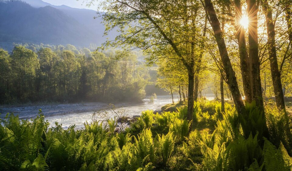 Grüne Natur am Iseltrail im Sonnenlicht.