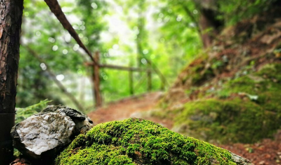 erfrischende Waldluft