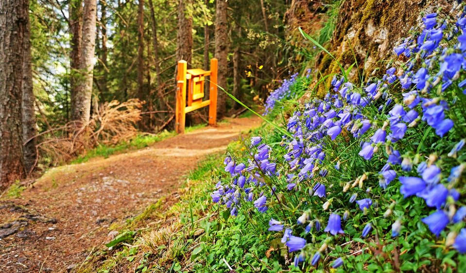 Il sentiero "Thiemeweg"