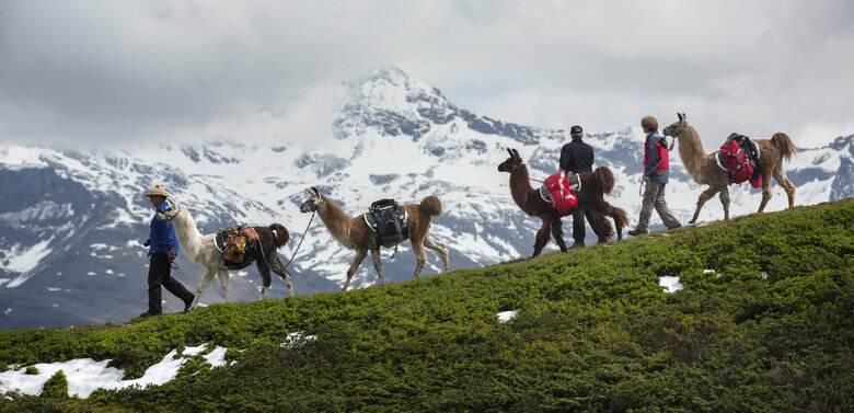 Drei Personen mit vier Lamas beim Lamatrekking auf einer leicht verschneiten Bergwiese, mit schneebedeckten Bergen im Hintergrund.