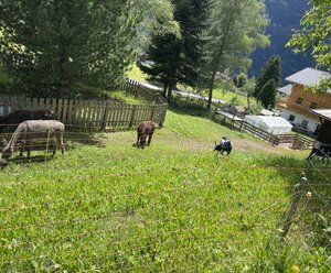 Schmid in Oberdrum