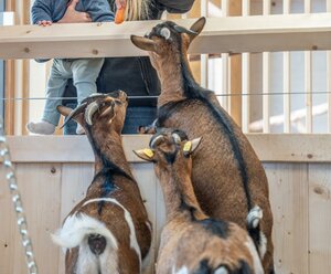 Almfamilyhotel Scherer