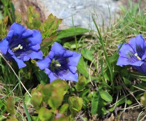 Ferienwohnung Maria Lugger