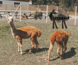 Meet & Feed mit den Kuenzhof Alpakas & Lamas