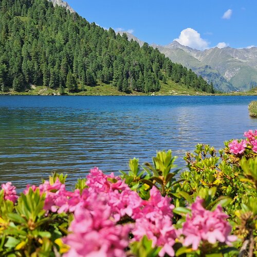 Sommerblüte, Ferienwohnung Haus Rose