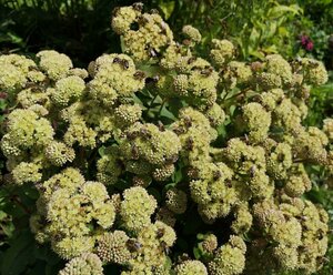 Frühstückspension Mühlmann&Schön